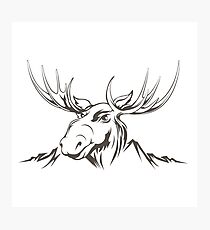 Moose head Photographic Print