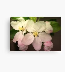 Pink / white Apple Flowers Canvas Print