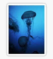 Portrait of a Jellyfish- Blue Sticker