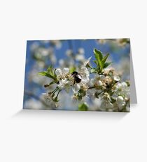 Bumblebee in a cherrytree Greeting Card