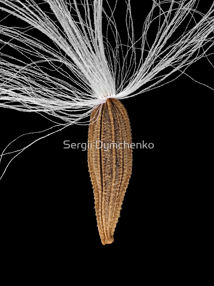 Seed of Lapsana communis, the common nipplewort by Sergii Dymchenko