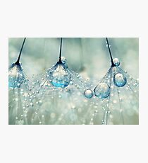 Feeling Blue but Dandy Photographic Print