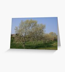 Silver Birch Greeting Card