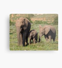Elephant Family Metal Print