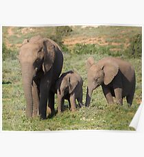 Elephant Family Poster