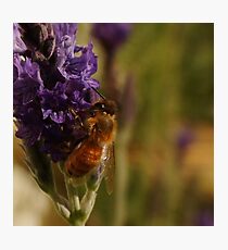 Beautiful Bee on Sidone Lavender Photographic Print