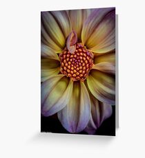 And then this beauty bats her eyelashes at me Greeting Card