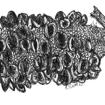 Artwork thumbnail, Banksia Pod by Wildcard-Sue