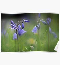 Bluebells at Downton abbey Poster