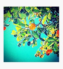 Shrub Photographic Print