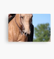 Buckskin Gelding Canvas Print