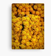 Yellow Yarrow Canvas Print