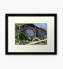 Sleeping beauty - Ottawa, ON Framed Print