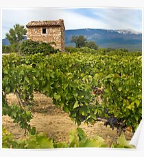 Wine growing - Mont Ventoux Poster