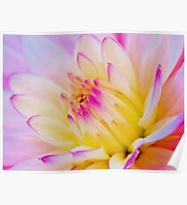Lily Beauty Poster