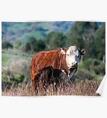 A Hereford's Lot Poster