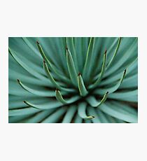 Spike Photographic Print