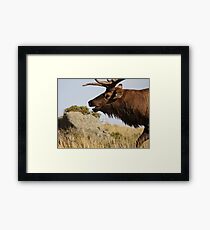 The Rut Framed Print