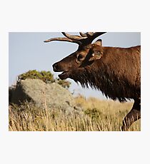 The Rut Photographic Print