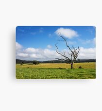 Evelyn, Queensland, Australia Canvas Print