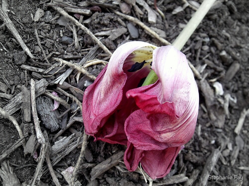 "Dead Tulip" by Stephanie Fay Redbubble