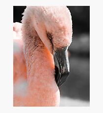 Young Flamingo Chick Photographic Print