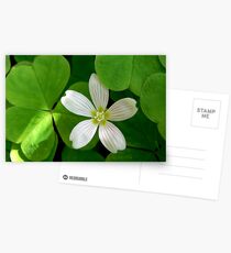 shamrock Postcards