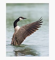 Canada Goose Photographic Print