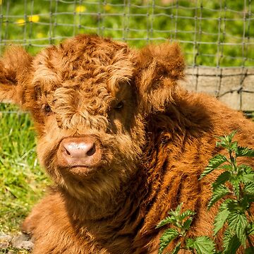 Raspberry Cow Photographic Print for Sale by Jane Stanley