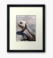 Backyard Dinosaur Framed Print