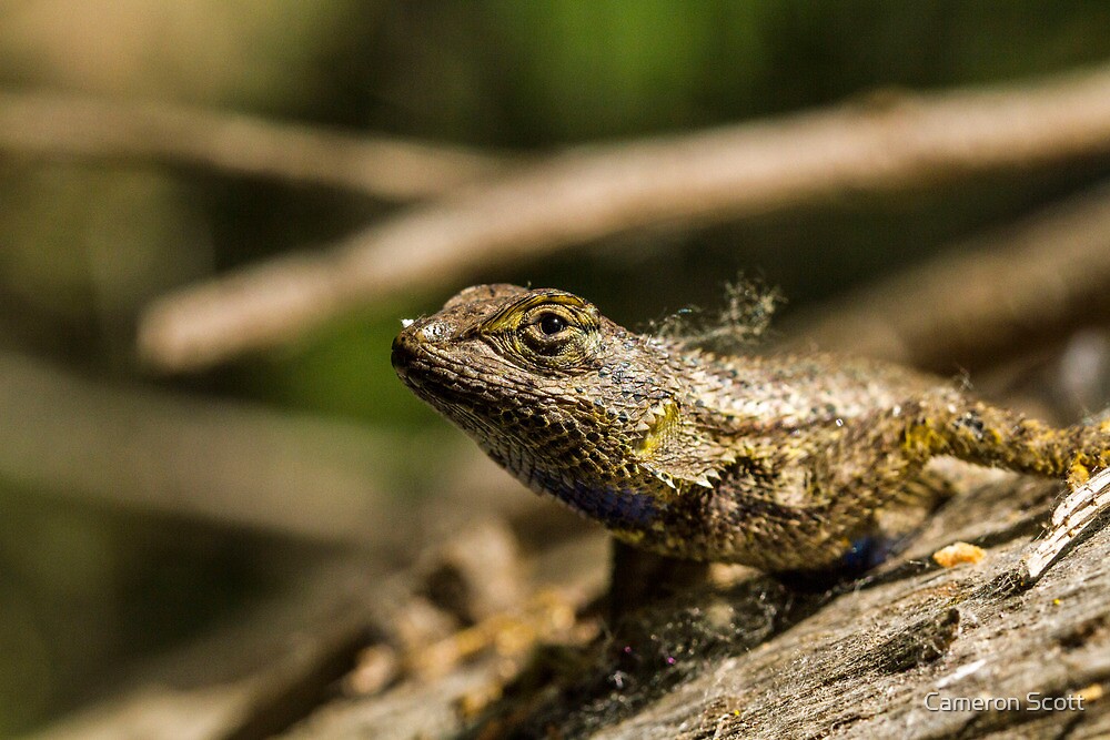 英国王室御用達Asprey ブリッジ用トランプ2組 Lizard本革ケース付-