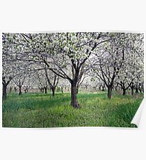 Canopy of Apple Blossoms Poster