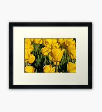 Yellow Tulips Framed Print