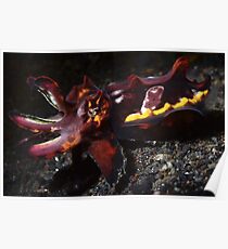 Flamboyant Cuttlefish Poster
