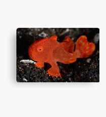 Juvenile Painted Frogfish Canvas Print