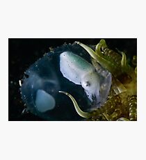 Baby Cuttle In Egg Photographic Print
