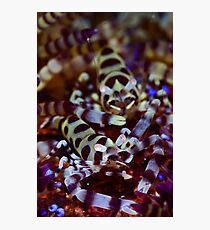 Coleman's Shrimp Photographic Print