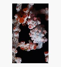 Hippocampus bargibanti Photographic Print