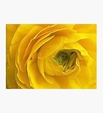 Unculus Ranunculus Photographic Print