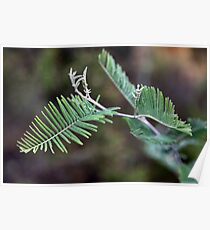 Wattle Poster