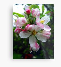 pink raindrops Metal Print