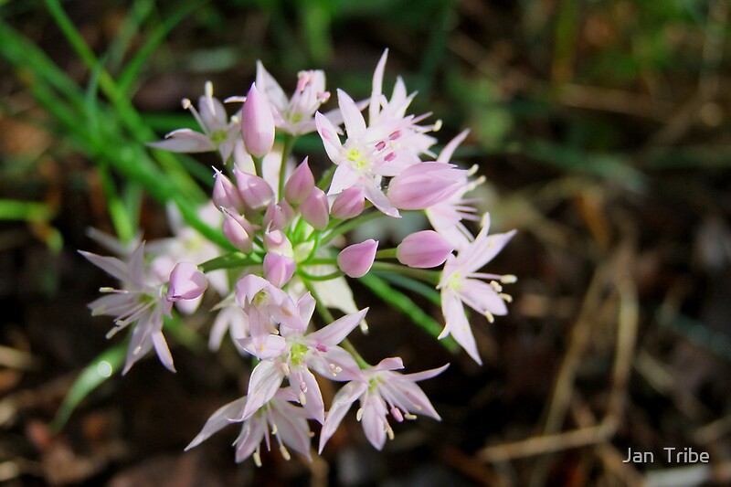"Wild Onion Flower Allium bisceptrum" by Jan Tribe Redbubble