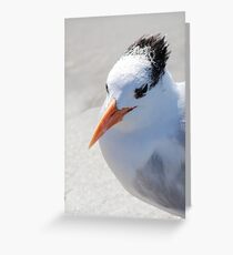 His Highness Greeting Card