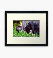 Kitten Playing With Its Mama Framed Print
