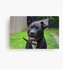 Throw the ball already! Canvas Print