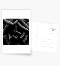Black & White Abstract Rose Postcards