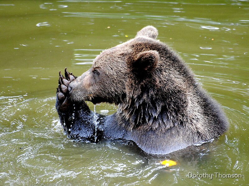 washing teddy bears