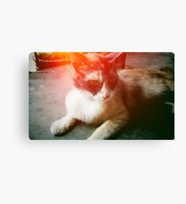 Resting Cat Canvas Print