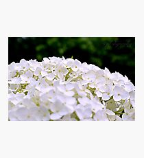 White Hydrangeas Photographic Print