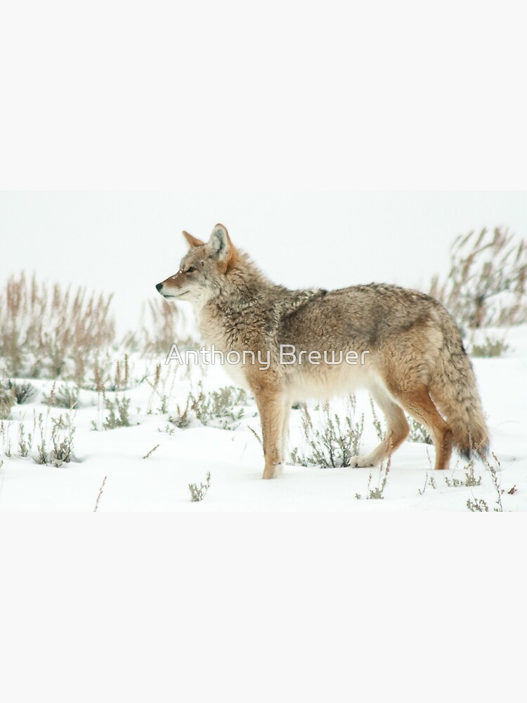 Snow 'yote by dailyanimals